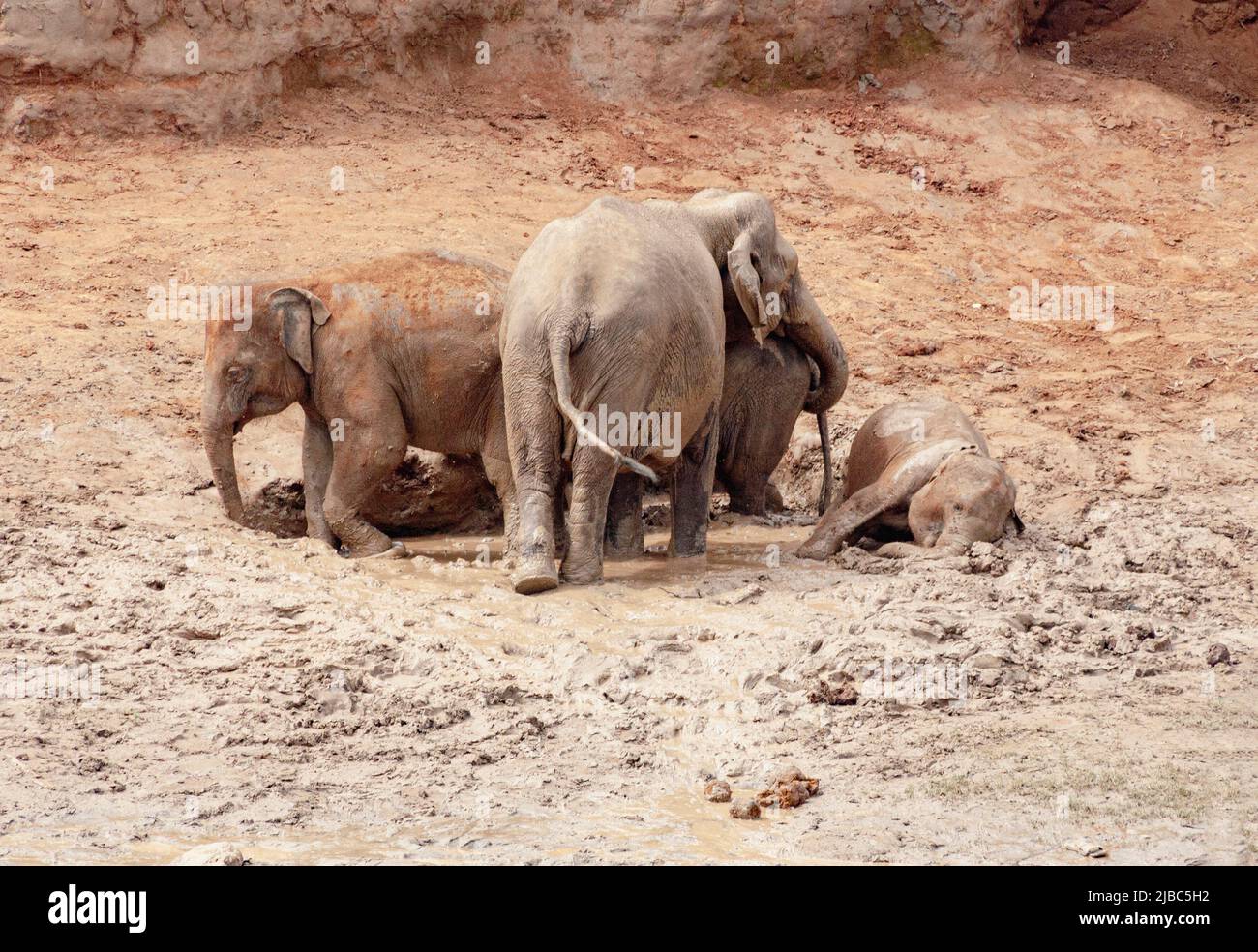 Eine Gruppe asiatischer Elefanten, darunter ein Kalb, wird in Sri Lanka beobachtet, wie sie sich im Schlamm baden. Stockfoto