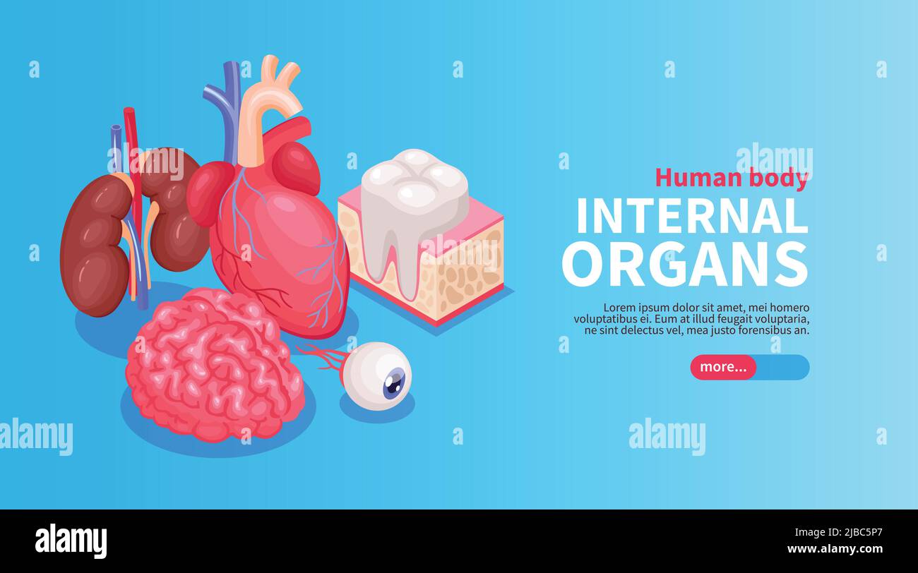 Poster zu den inneren Organen mit isometrischer Vektor-Illustration für Herz und Auge und Nieren Stock Vektor