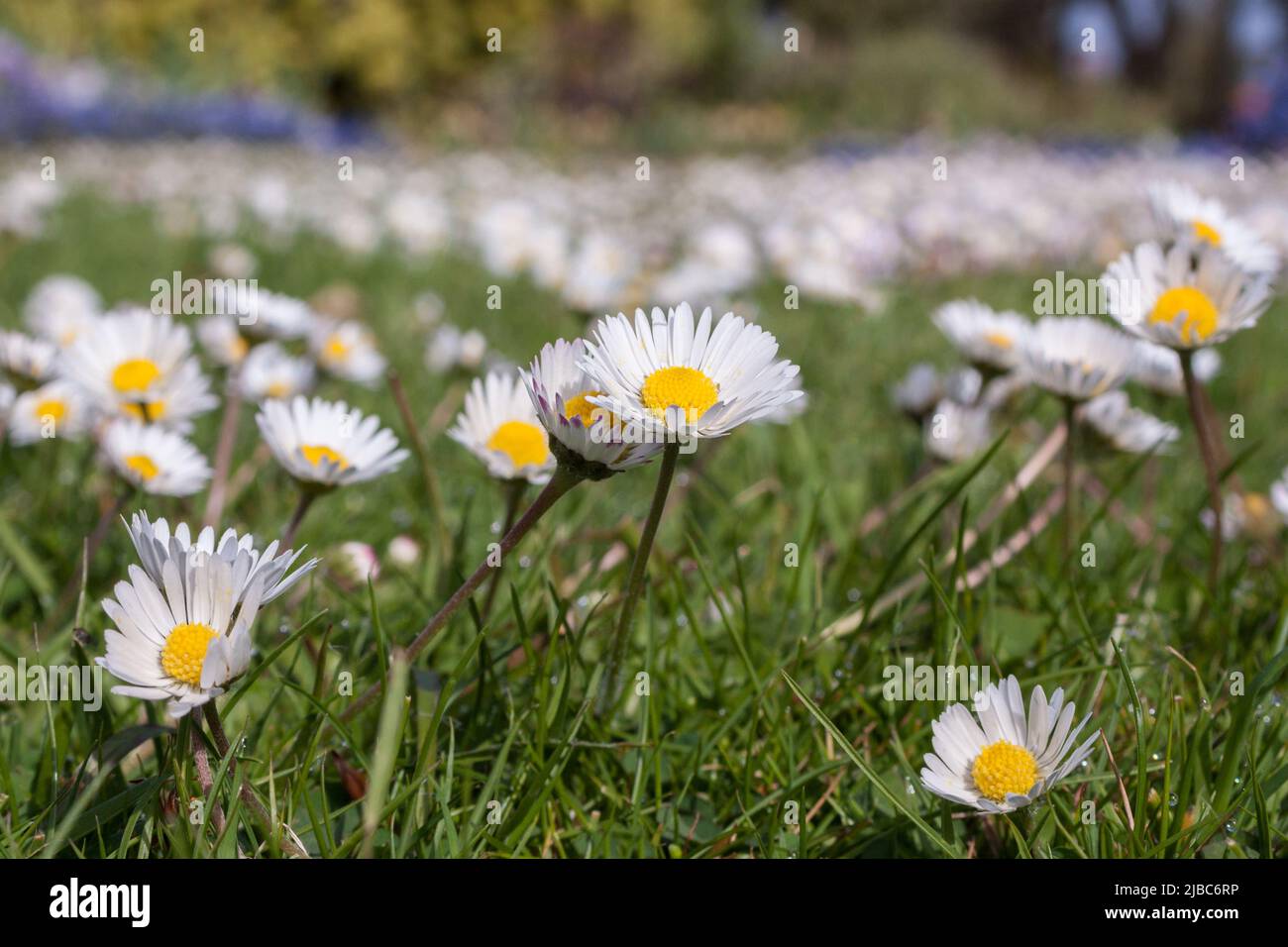 Im Mai wachsen breite Teile englischer Gänseblümchen (Grasblumen, Gänseblümchen, Europäische Gänseblümchen) in einem großen Bereich offener Parklandschaft. Stockfoto