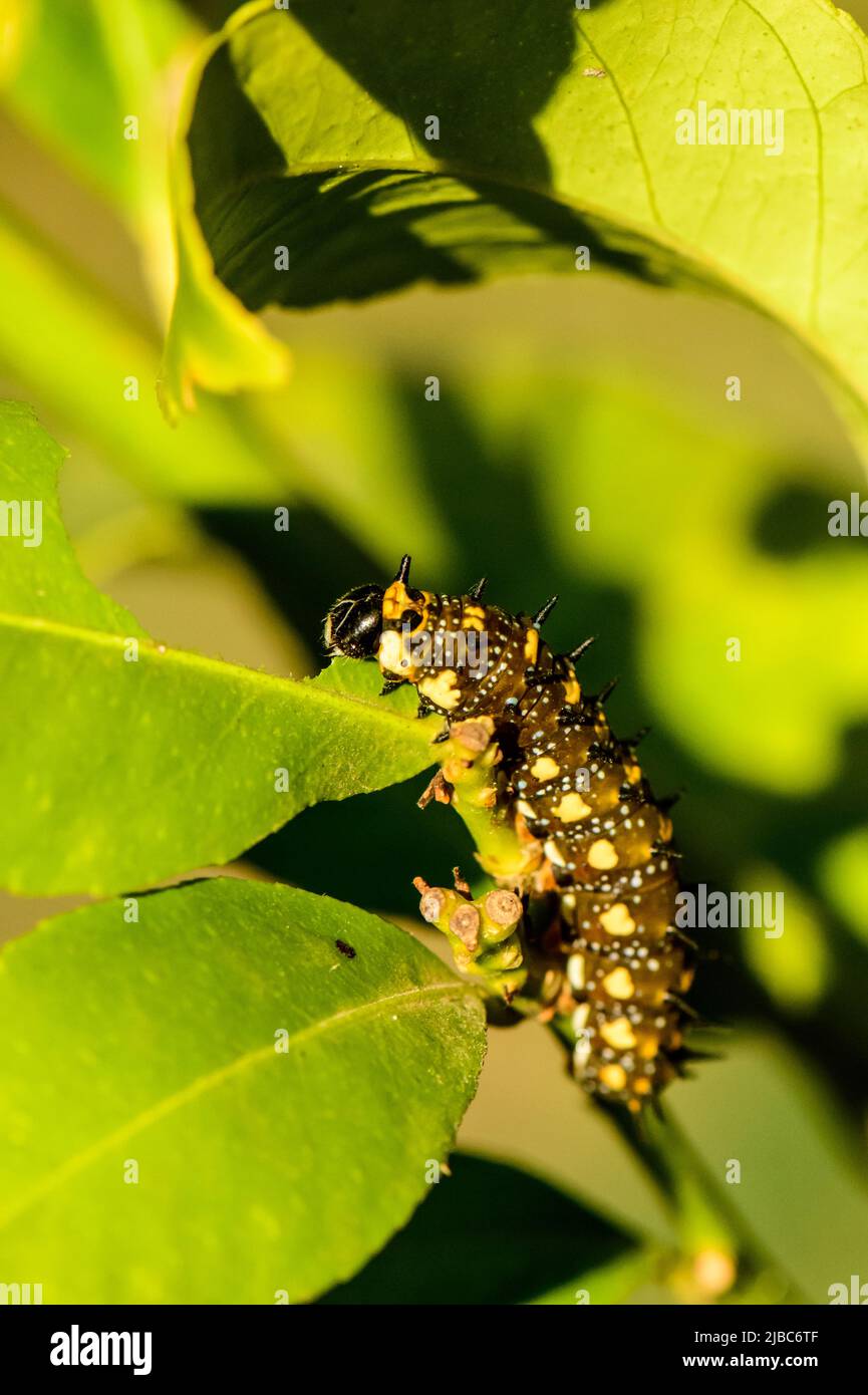 Farbenfrohe, schwarz-gelbe und orangefarbene Raupe, die ein Blatt auf dem Zitronenbaum kauen Stockfoto