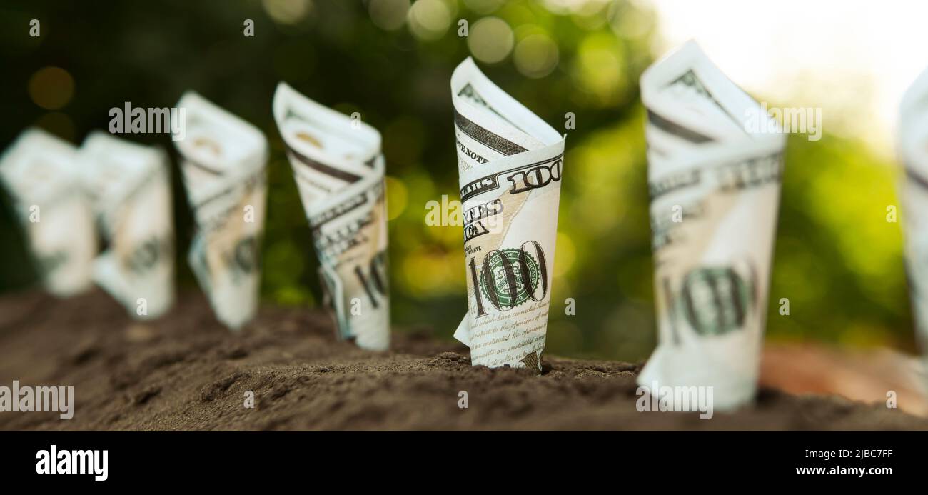 Rentable Ökologie. Gewinne aus Ökoprodukten. Einhundert Dollar Rechnungen Geld wächst in der Erde. Stockfoto