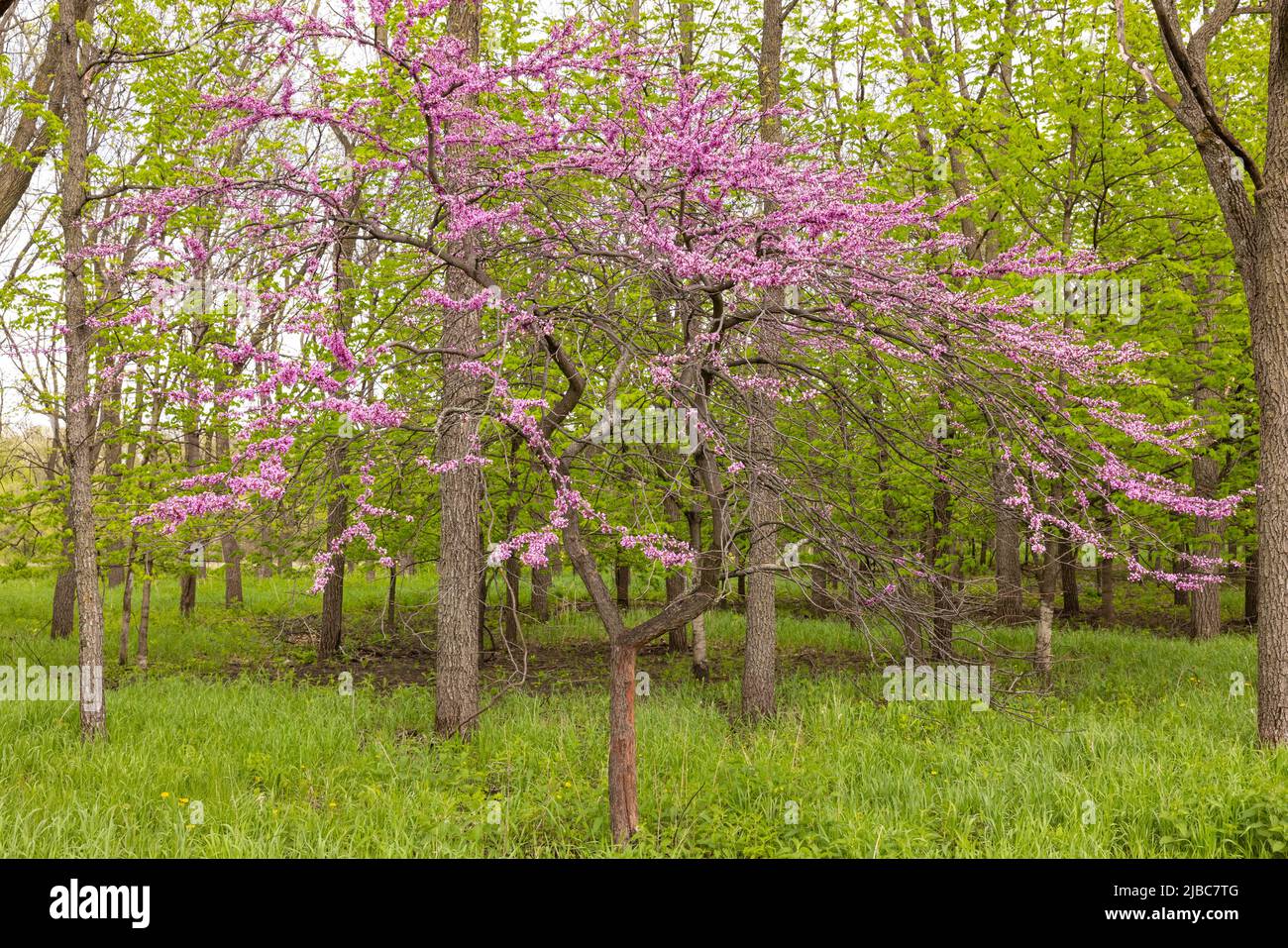 Ein Krabbenbaum im Frühling im Wald. Stockfoto