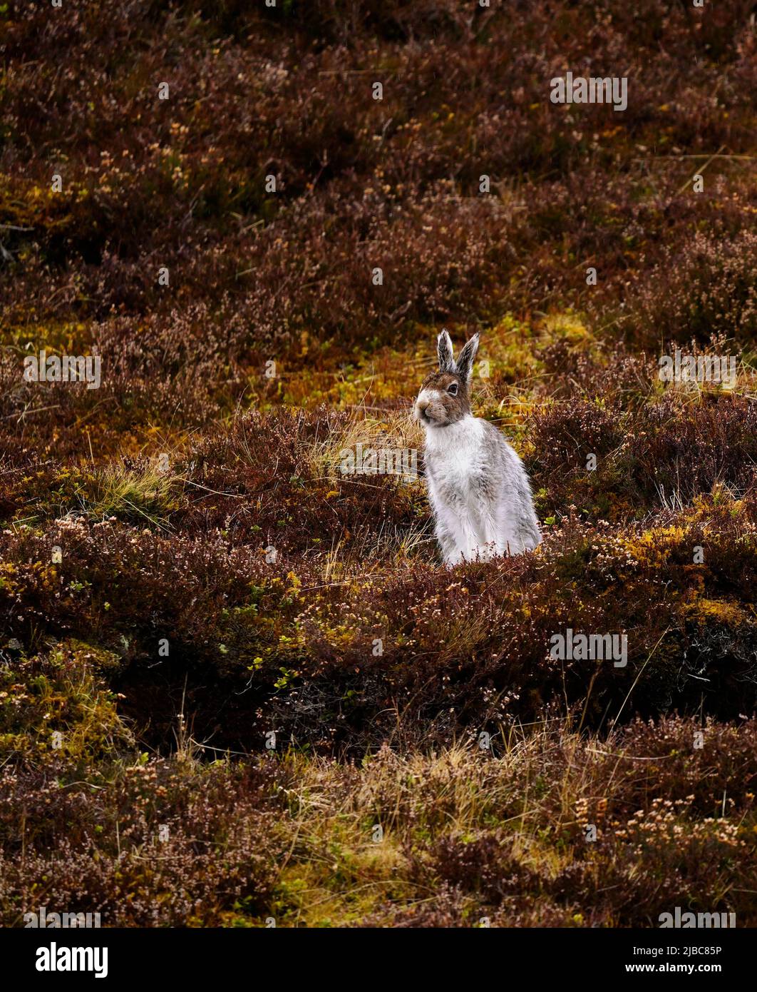 Der Mountain Hare hat sich an Berg- und Polarregionen angepasst Stockfoto