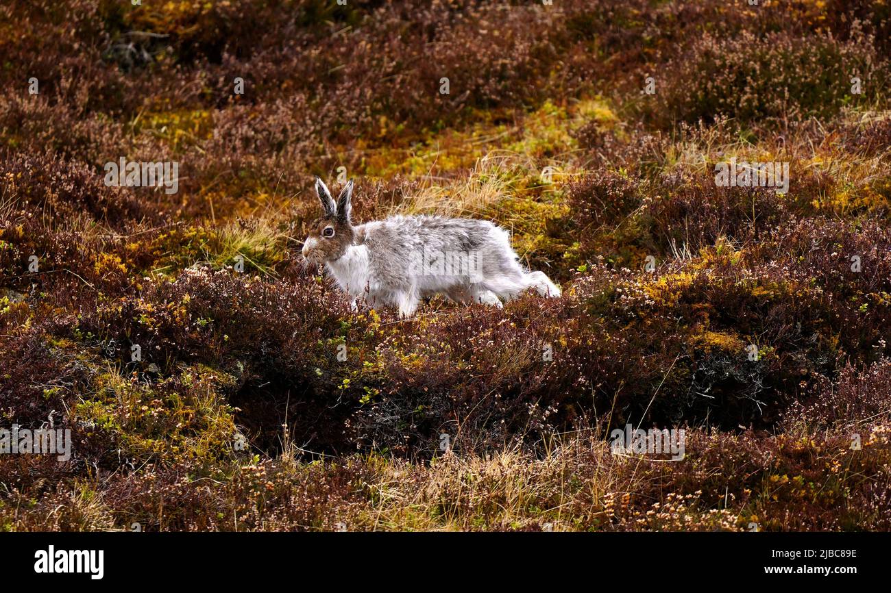 Der Mountain Hare hat sich an Berg- und Polarregionen angepasst Stockfoto