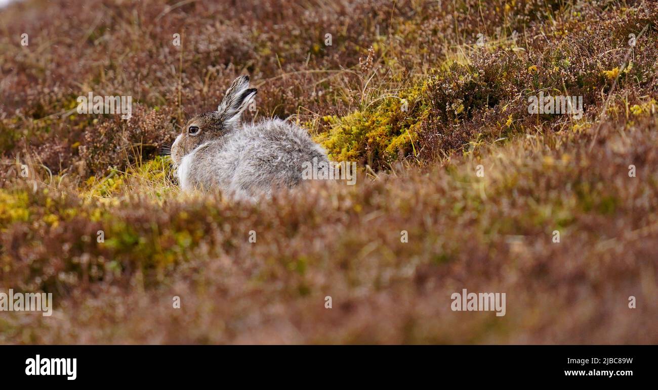 Der Mountain Hare hat sich an Berg- und Polarregionen angepasst Stockfoto