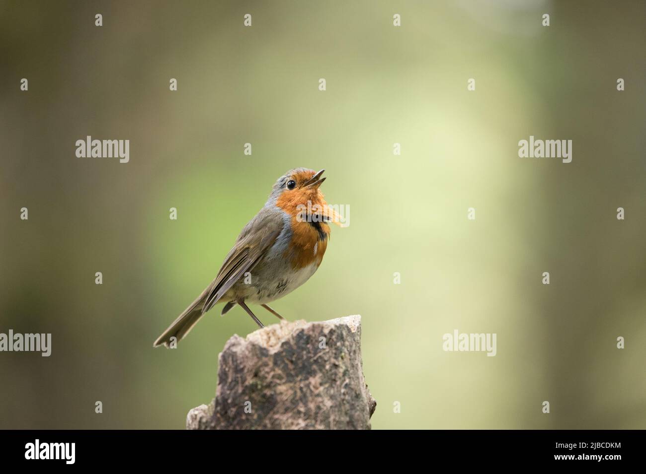 Robin, Yorkshire Dales Stockfoto
