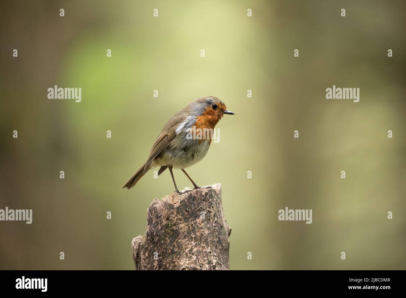 Robin, Yorkshire Dales Stockfoto