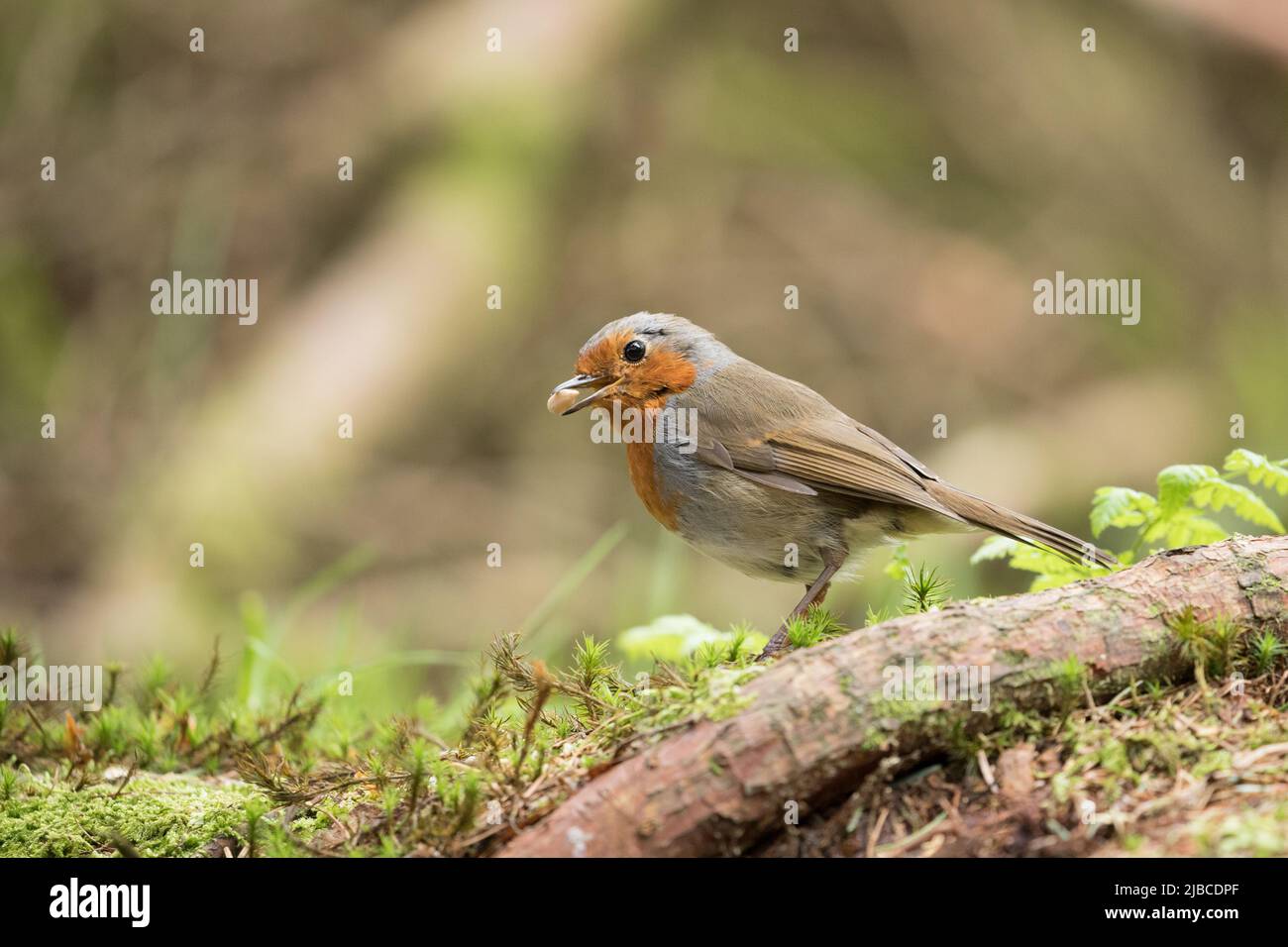 Robin, Yorkshire Dales Stockfoto