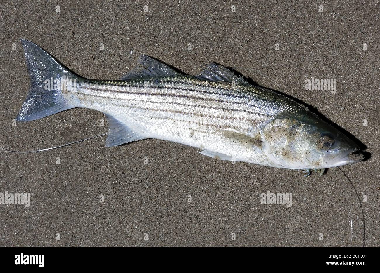 Ein Live-Bass von mittlerer Größe mit Streifen am Strand und Sand Stockfoto