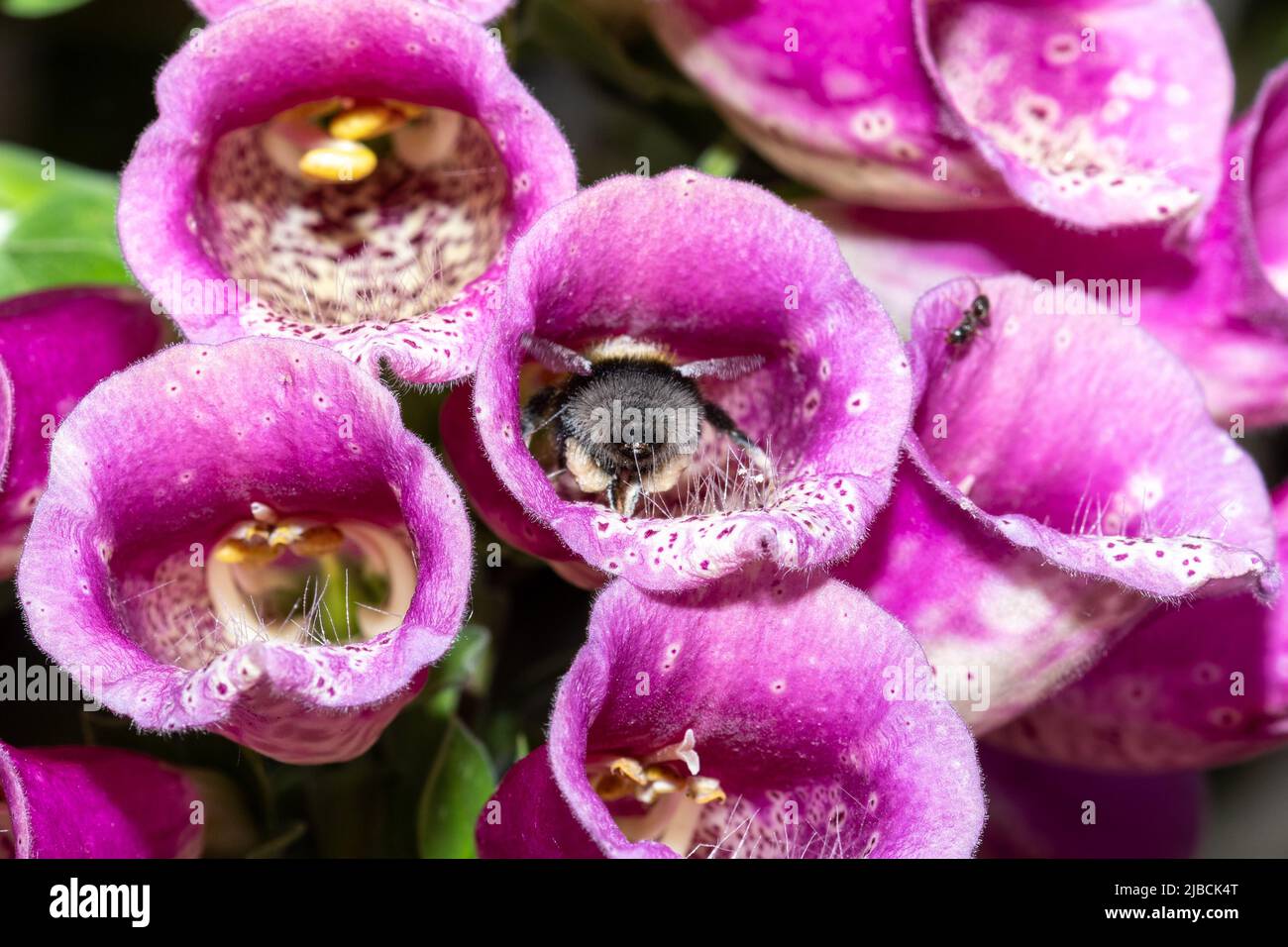 Eine Hummel, die ein wichtiger Insektenbestäuber ist und im Juni in England, Großbritannien, in einer Füchshandschuhblume nektariert Stockfoto