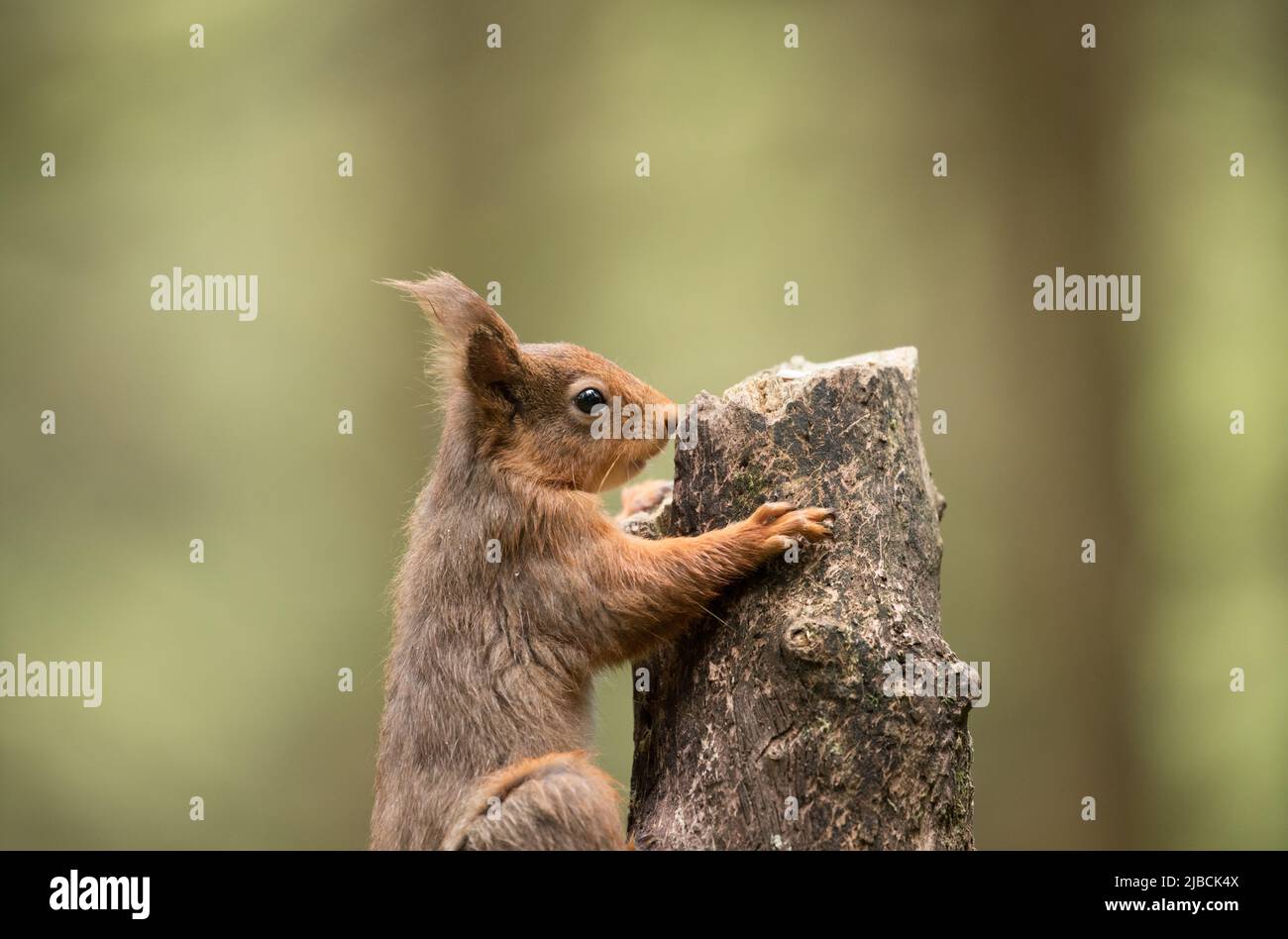Rotes Eichhörnchen in den Yorkshire Dales Stockfoto