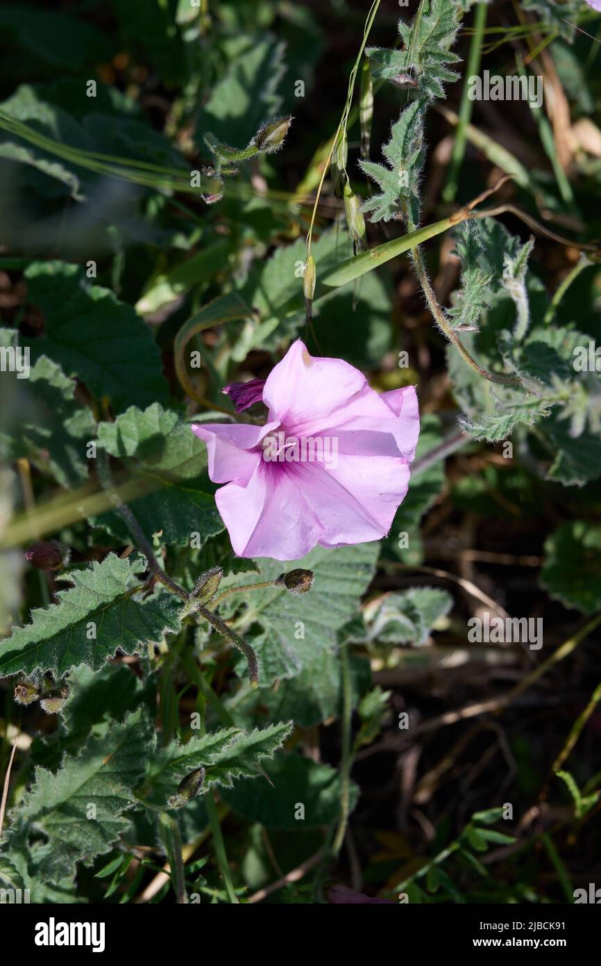 Malve-leaved bindweed Convolvulus althaeoides. Rosafarbene Blume. Nahaufnahme. Stockfoto