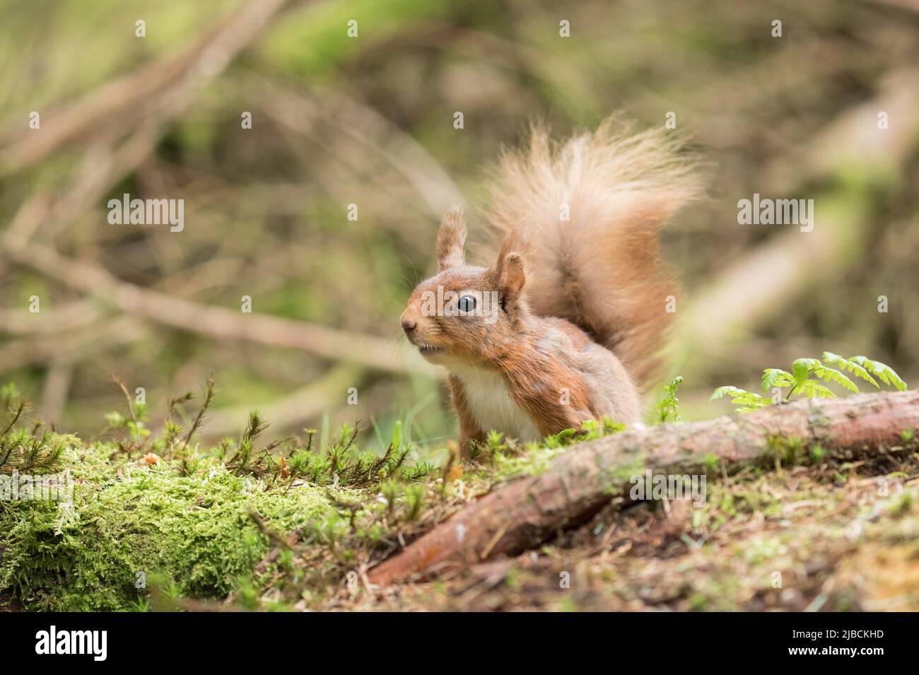 Rotes Eichhörnchen in den Yorkshire Dales Stockfoto