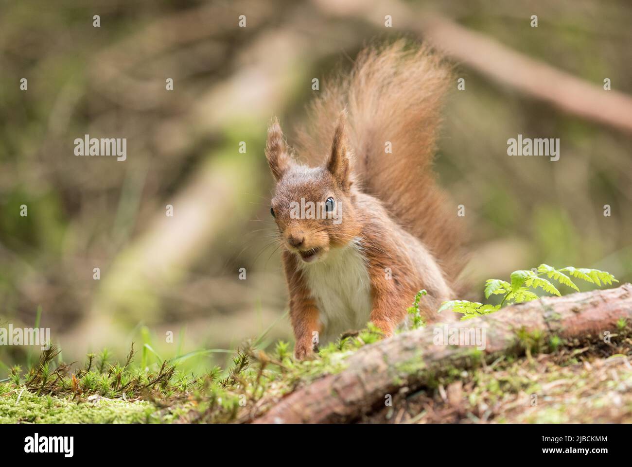 Rotes Eichhörnchen in den Yorkshire Dales Stockfoto