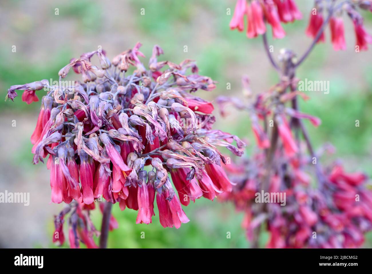 Blass rosa rote röhrenförmige hängende Blüten eines Cape Fushia, Phygelius capensis, Busch. Nahaufnahme. Stockfoto