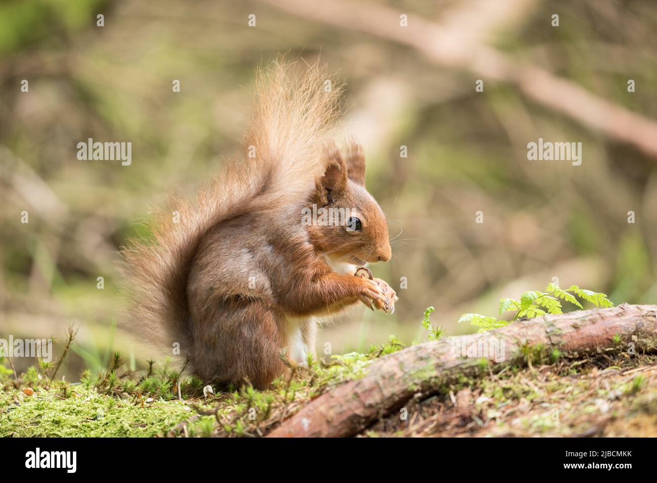 Rotes Eichhörnchen in den Yorkshire Dales Stockfoto