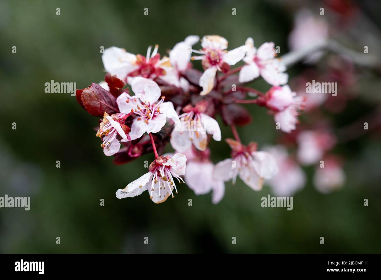 Prunus cerasoides Blume, wilde Himalaya-Kirschen Pflanzen. Nahaufnahme. Stockfoto