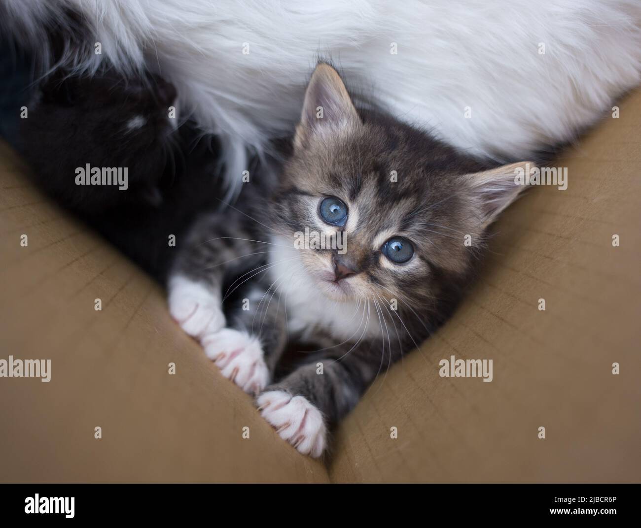 Kleines niedliches gestreiftes Kätzchen sitzt in einer Pappschachtel, schaut nach oben. Neugieriges Lieblingstier erkundet die Welt. Tag der Katze Stockfoto