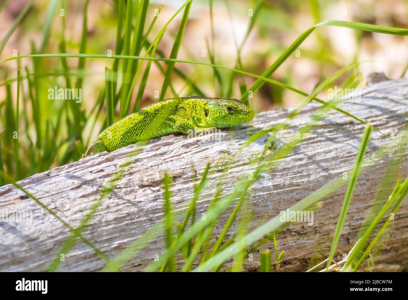 Sandeidechse, Lacerta agilis, grünes Männchen. In der Sonne erhitzen, auf Holz im Wald ruhen Stockfoto