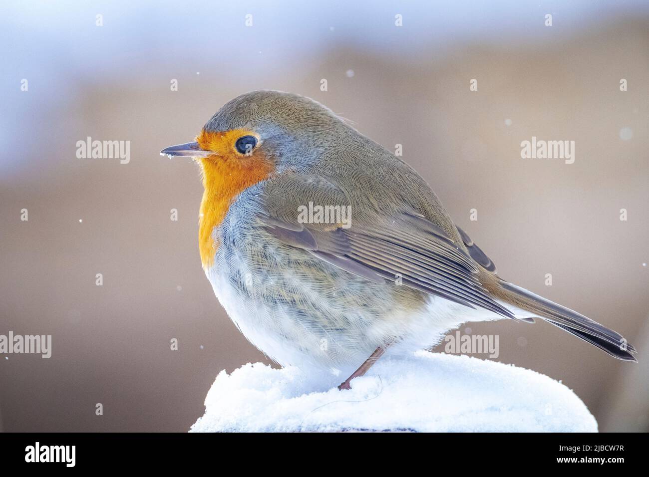 Europäischer Rotkehlchen Erithacus rubecula Futter im Schnee, schöne kalte Winter Einstellung Stockfoto