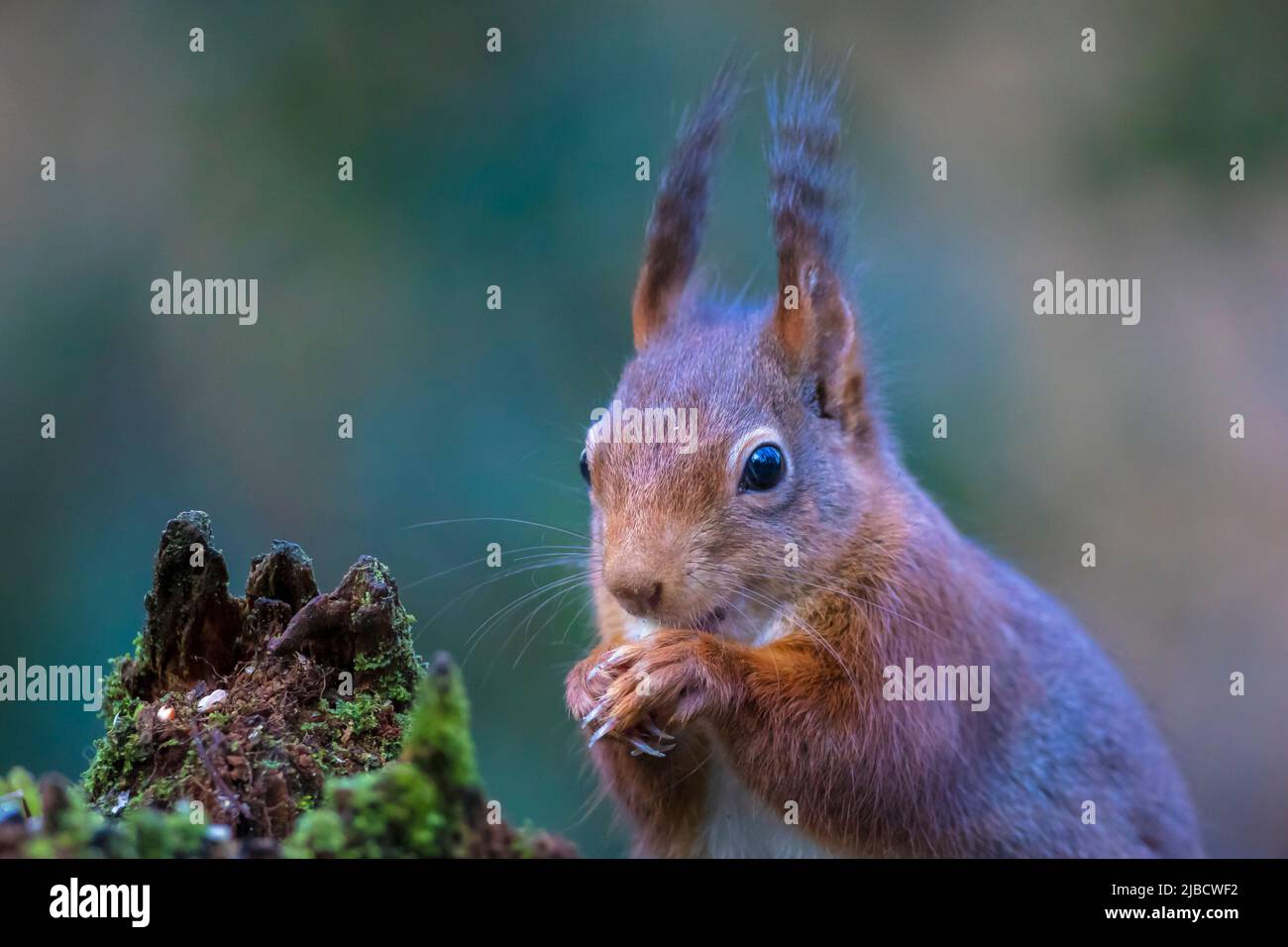 Nahaufnahme von einem Eurasischen red Squirrel, Sciurus vulgaris, Essen von Muttern in einem Wald. Selektive Schärfe, natürlichem Sonnenlicht, wildes Tier. Stockfoto