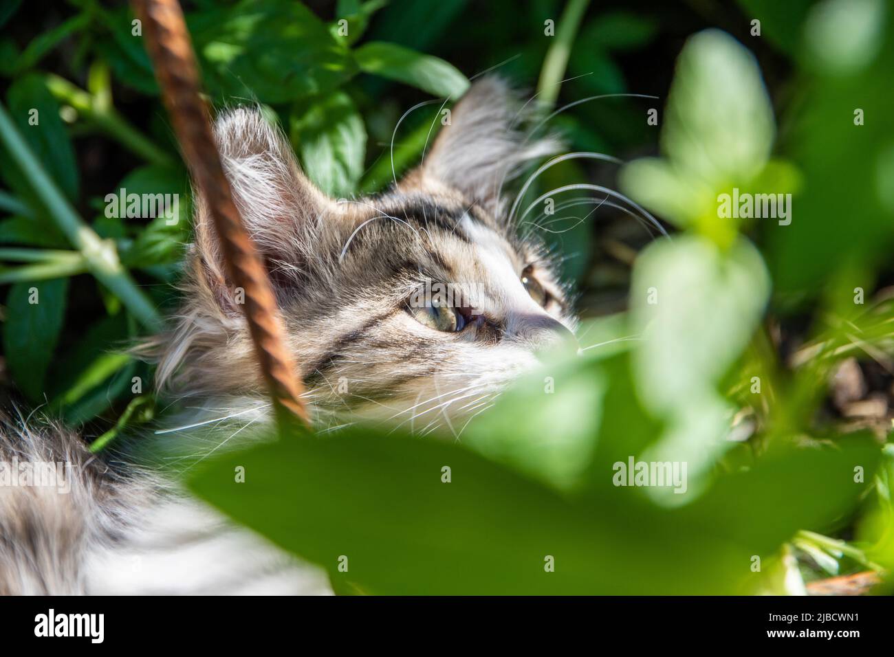 Junge tabby weiße Katze versteckt sich hinter einigen grünen Pflanzen in einem Garten Stockfoto
