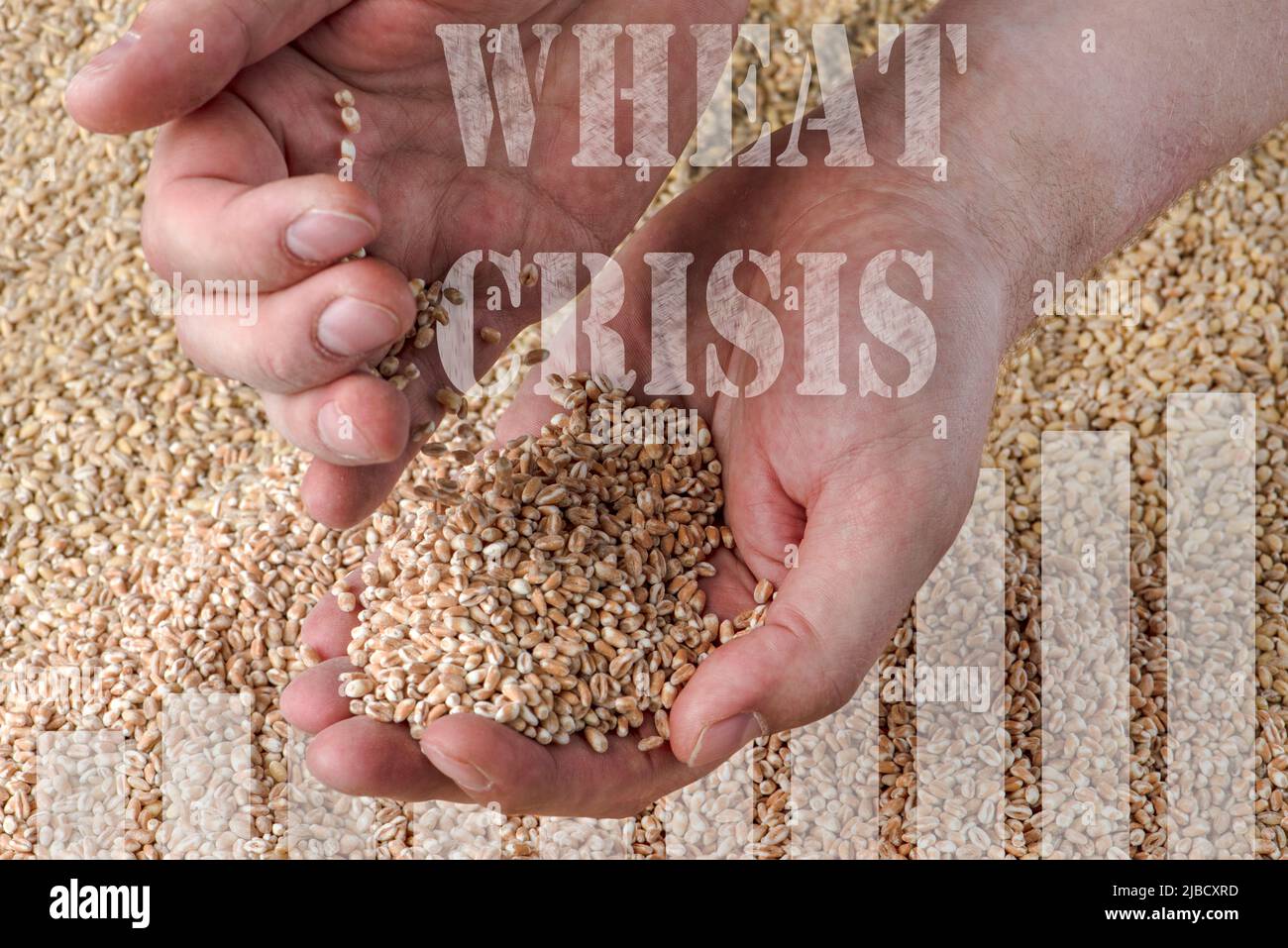 Weizenkrise, Mangel an Getreide und Getreide. Weizenkörner in der Hand, vor dem Hintergrund des Getreides. Das Konzept der weltweiten Nahrungsmittelkrise Stockfoto