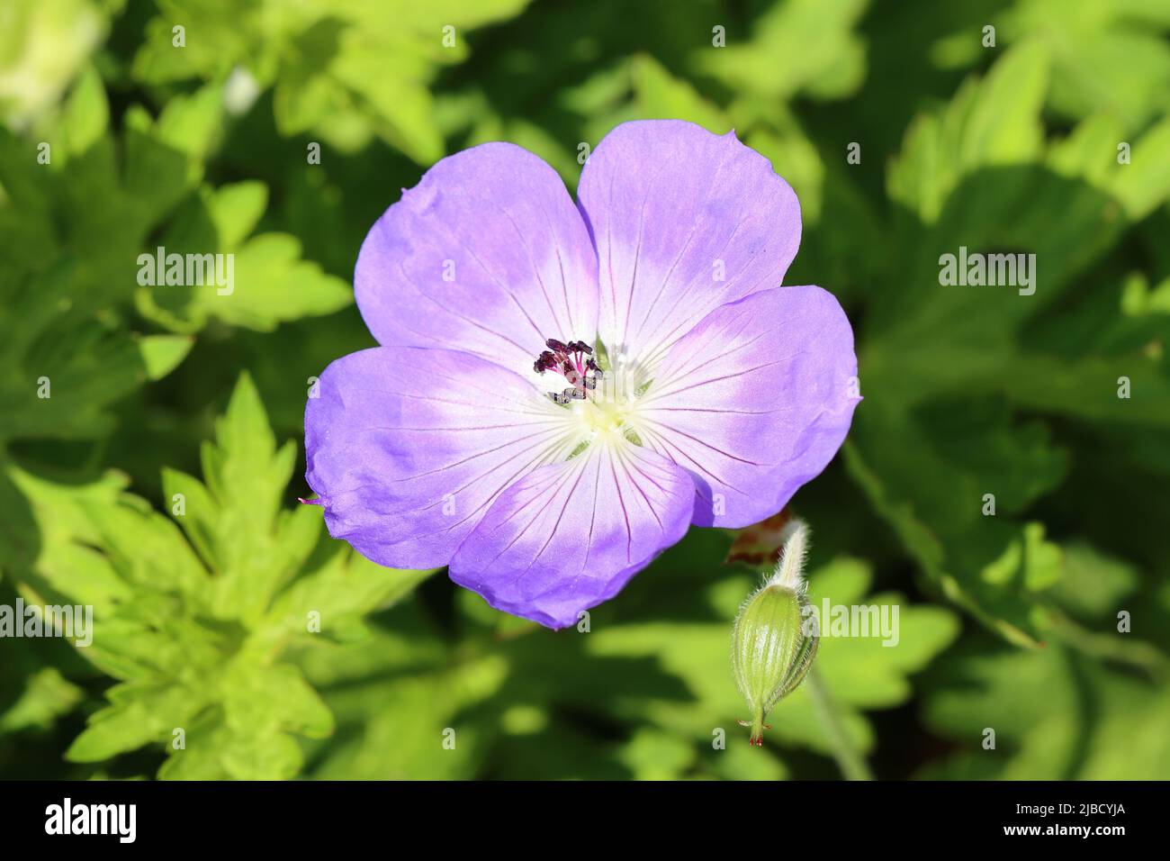 Direkter Blick in eine sonnendurchflutete blaue Geranienblume vor hellgrünem Hintergrund Stockfoto