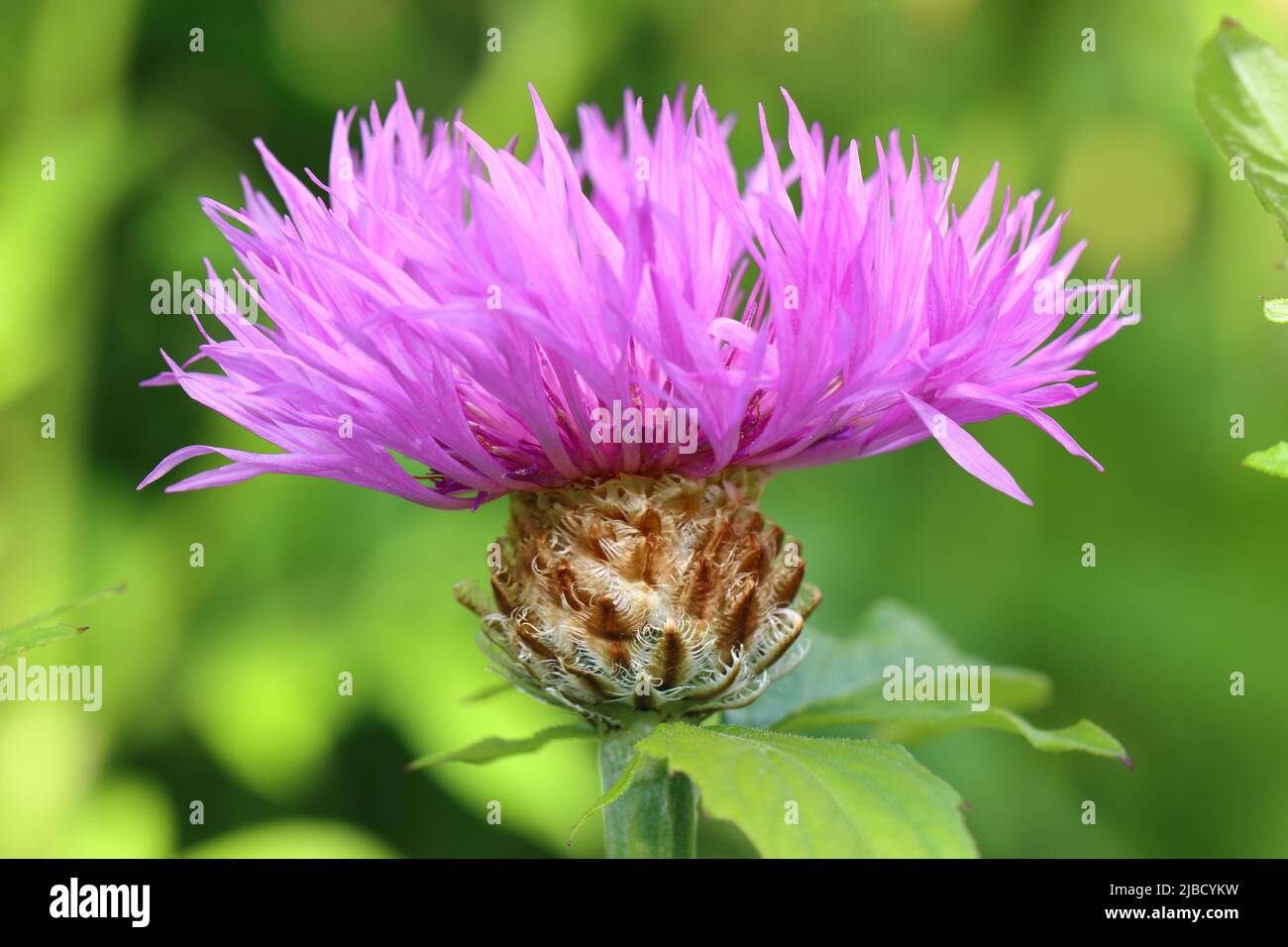 Nahaufnahme einer schönen hellvioletten centaurea-Blume vor einem grünen unscharfen Hintergrund, Seitenansicht, selektiver Fokus Stockfoto