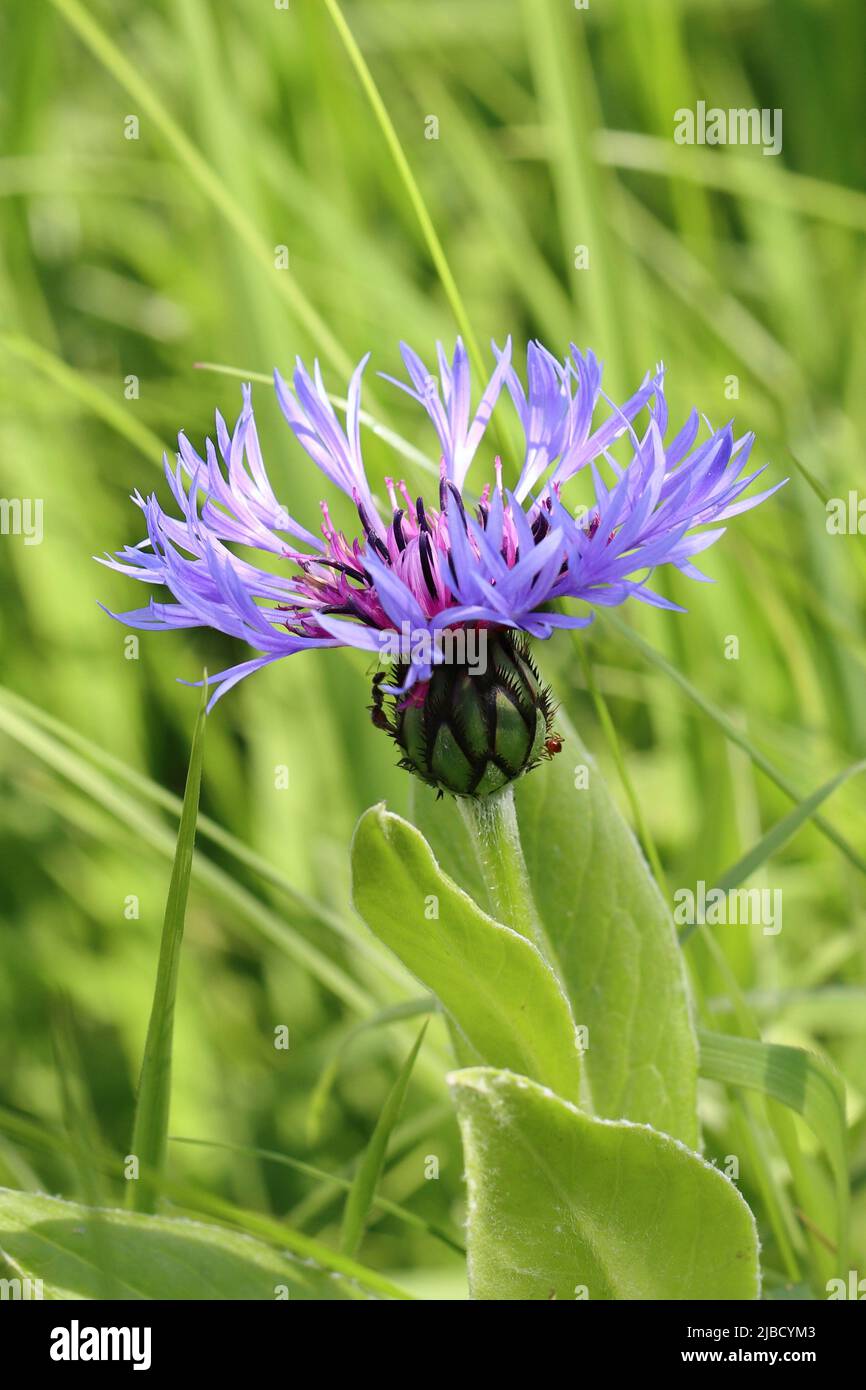 Nahaufnahme einer wunderschönen, sonnenbeschienenen centaurea montana auf einer Wiese Stockfoto