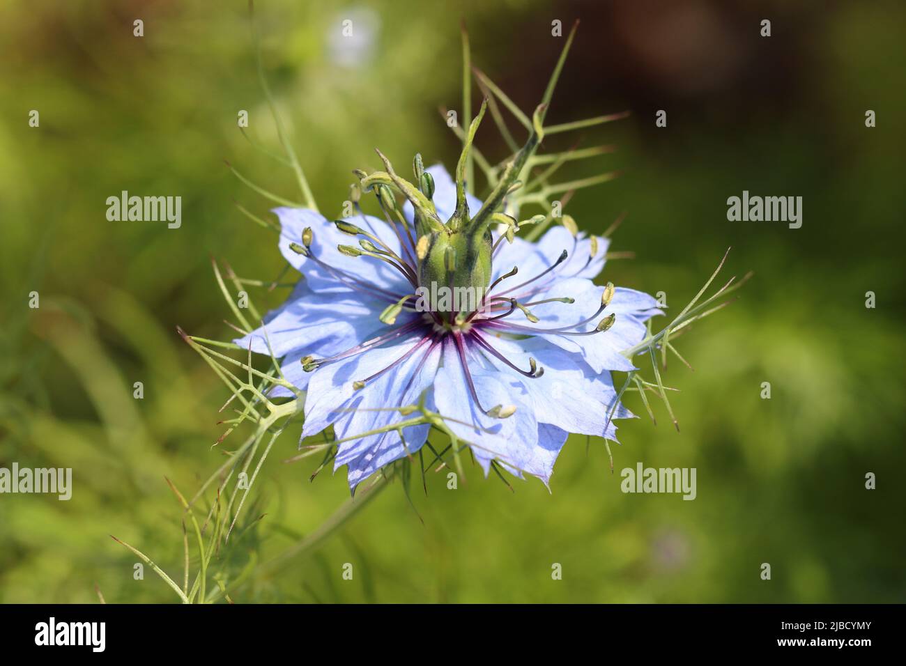 Nahaufnahme einer schönen hellblauen Nigella damascena Blume vor einem verschwommenen grünen Hintergrund Stockfoto