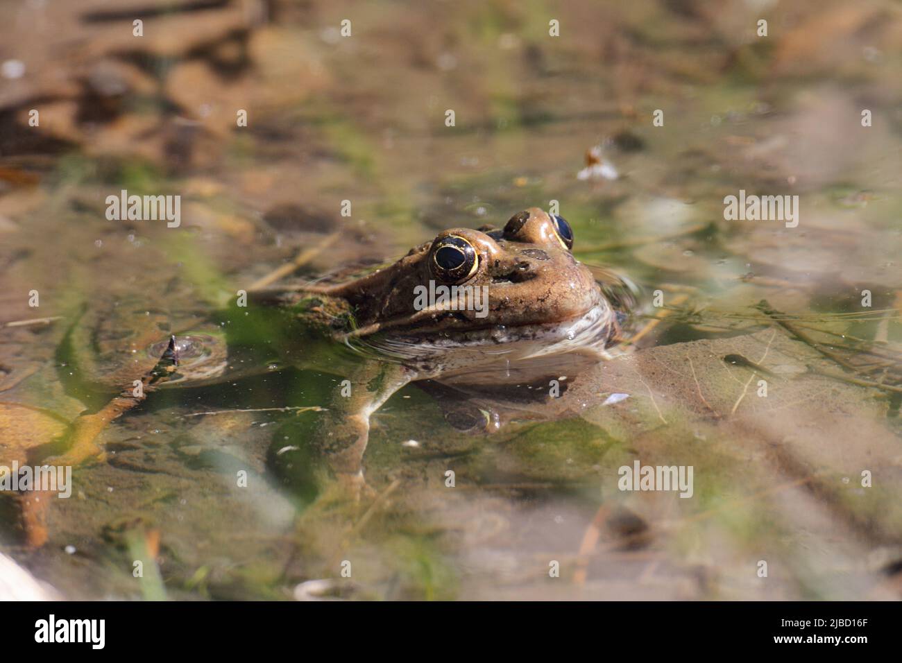 Wilder Frosch allein im Teichwasser Stockfoto