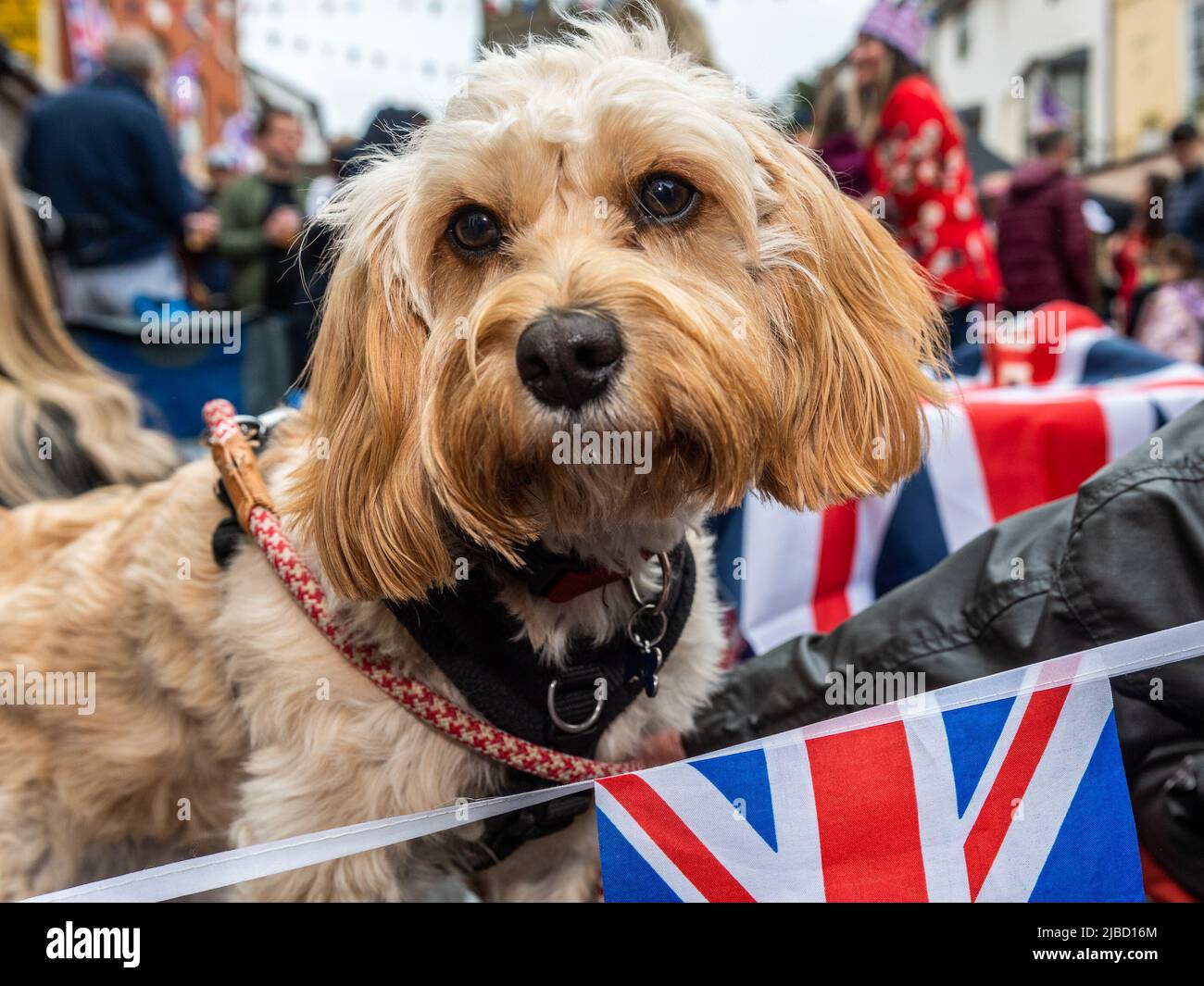 Alcester, Warwickshire, Großbritannien. 5.. Juni 2022. Hunderte von Menschen feierten heute im Rahmen der Feierlichkeiten zum Platin-Jubiläum eine große Straßenparty in Alcester, Warwickshire. 'Benji', der Hund, hatte Spaß auf der Straßenparty. Quelle: AG News/Alamy Live News Stockfoto