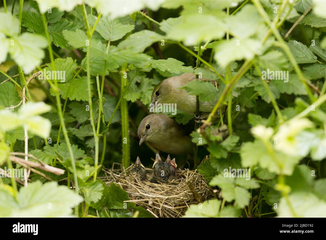 Gartenlaubsänger Sylvia Borin, ausgewachsenes Paar im Nest mit Küken, Suffolk, England, Juni Stockfoto