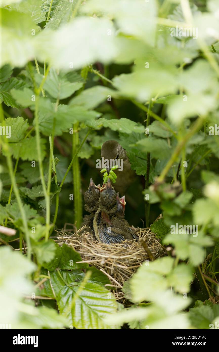 Gartenlaube Sylvia Borin, Erwachsene, die Raupen an Küken im Nest füttern, Suffolk, England, Juni Stockfoto