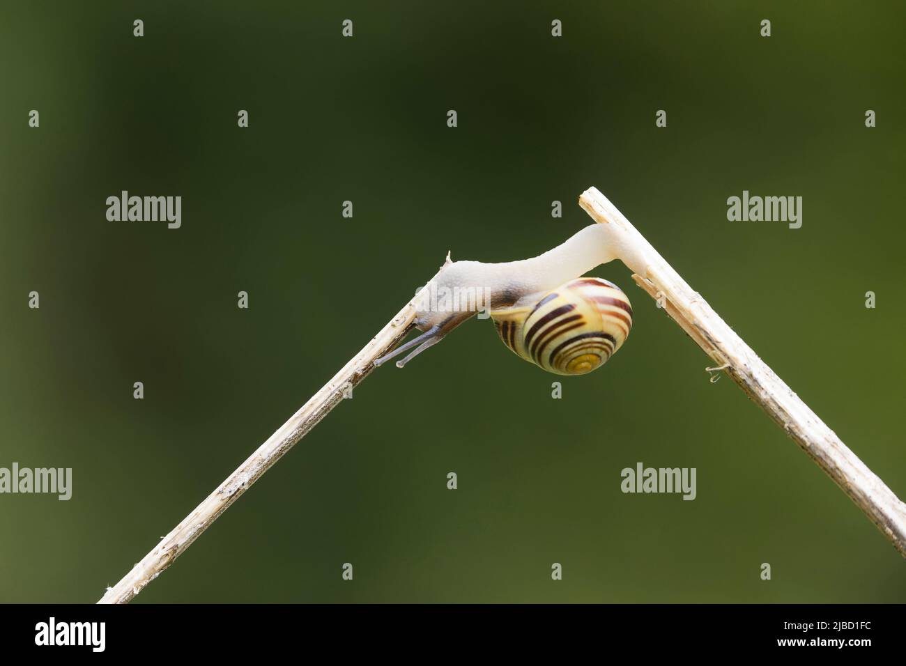 Weißlippschnecke Cepaea hortensis, Erwachsener, der 2 Stämme kreuzt, Suffolk, England, Mai Stockfoto