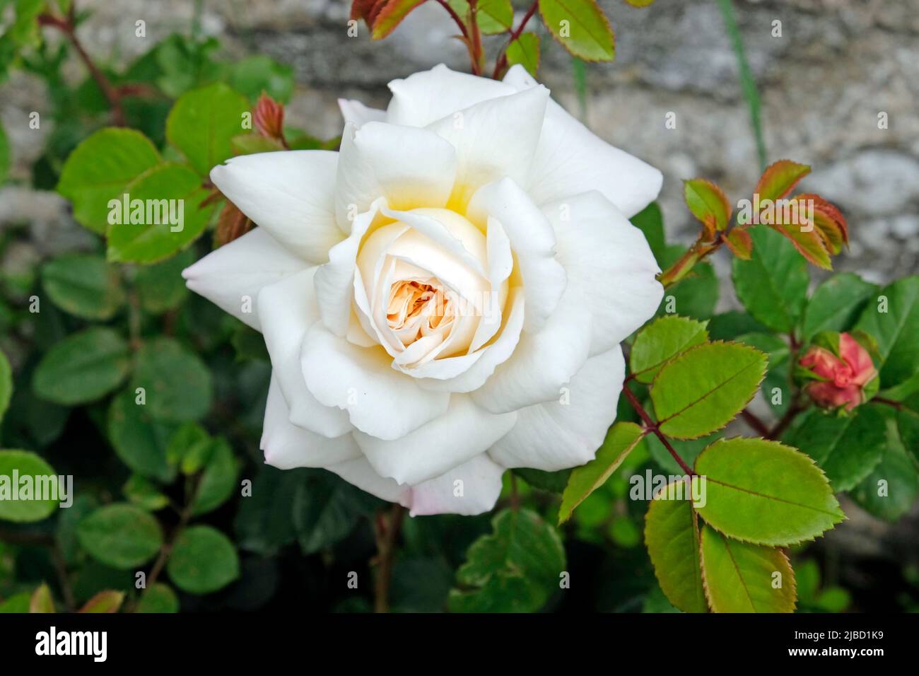 Nahaufnahme von Crocus Rose eine englische Strauchrose in Blüte im Sommer Carmarthenshire Wales UK Juni 2022 KATHY DEWITT Stockfoto