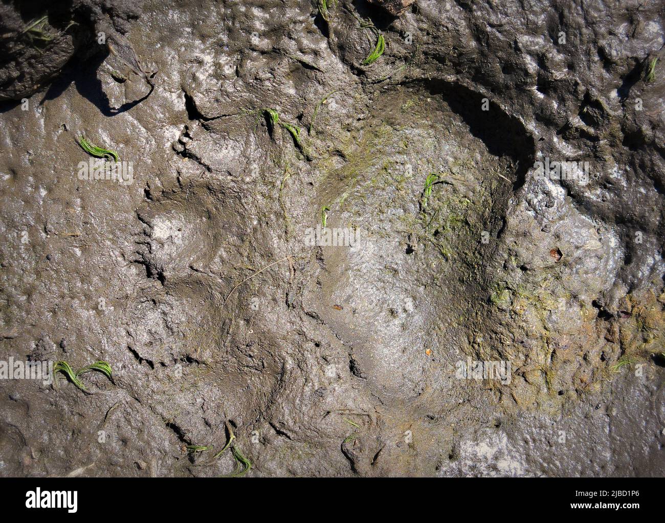 Schwarzer Bärenfußweg in Nahaufnahme aus Schlamm Stockfoto