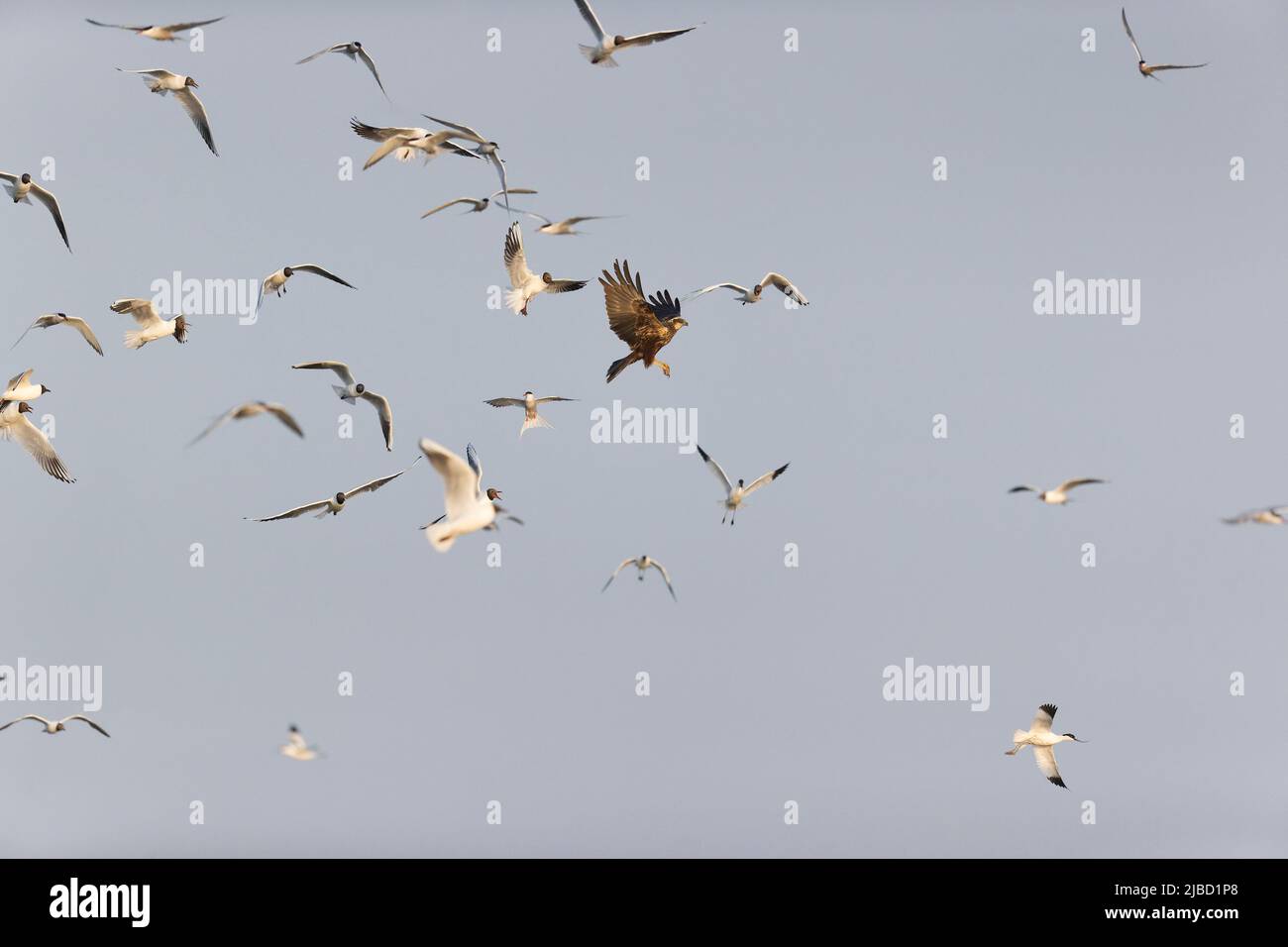 Marsh Harrier Circus aeruginosus, erwachsenes Weibchen, das von eurasischen Avocets, Schwarzkopfmöwen und Seeschwalben gebettet wird Stockfoto