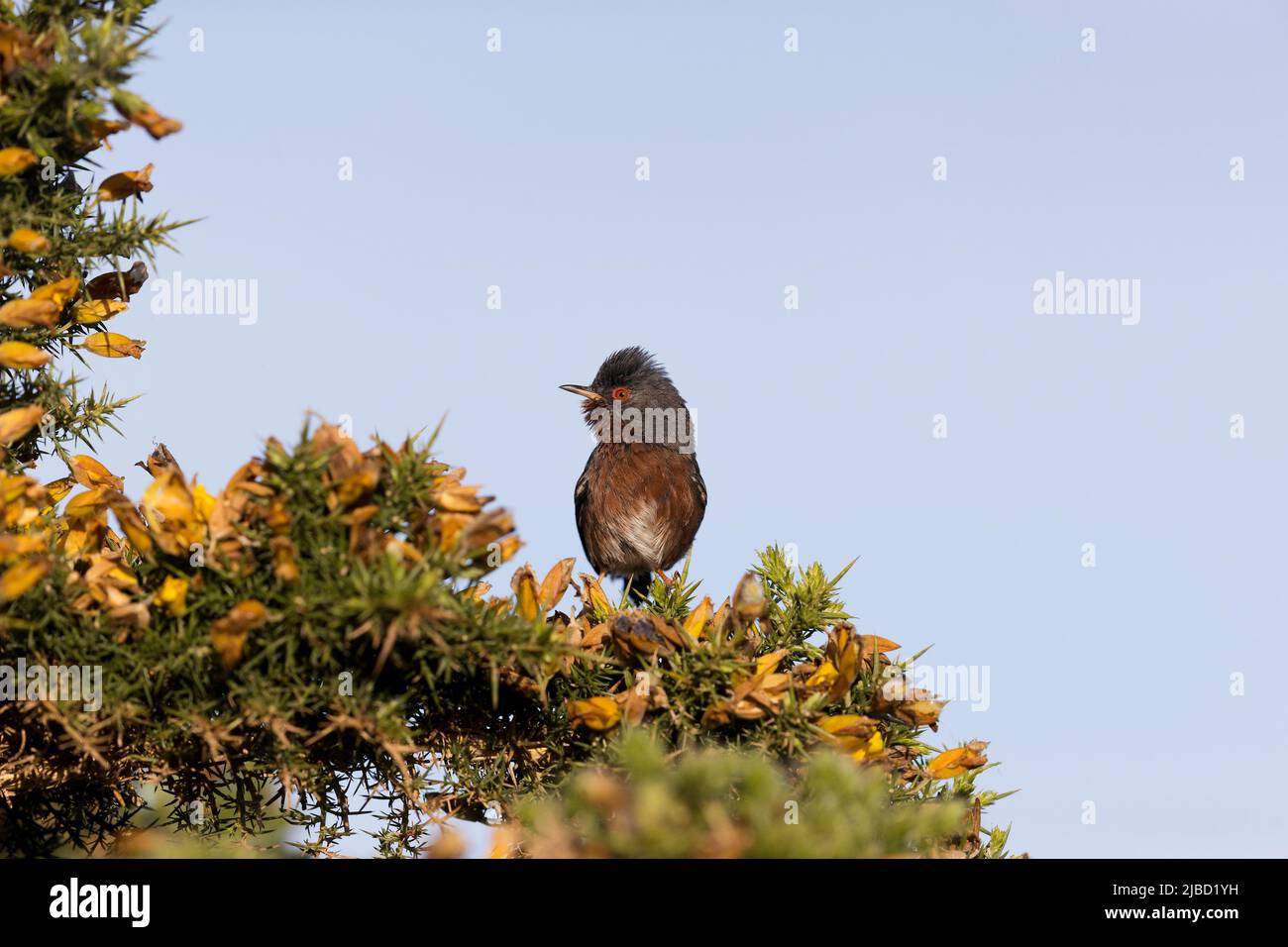 Dartford Warbler (Sylvia undata) erwachsenes Männchen, das auf Common Gorse (Ulex europaeus), Suffolk, England, im Mai thront Stockfoto