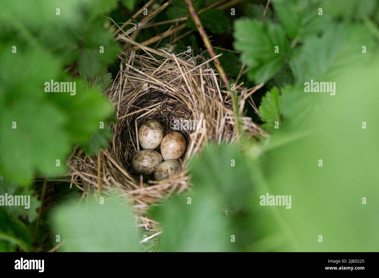 Gartenlaubsänger Sylvia Borin, Nest mit 4 Eiern, Suffolk, England, Mai Stockfoto