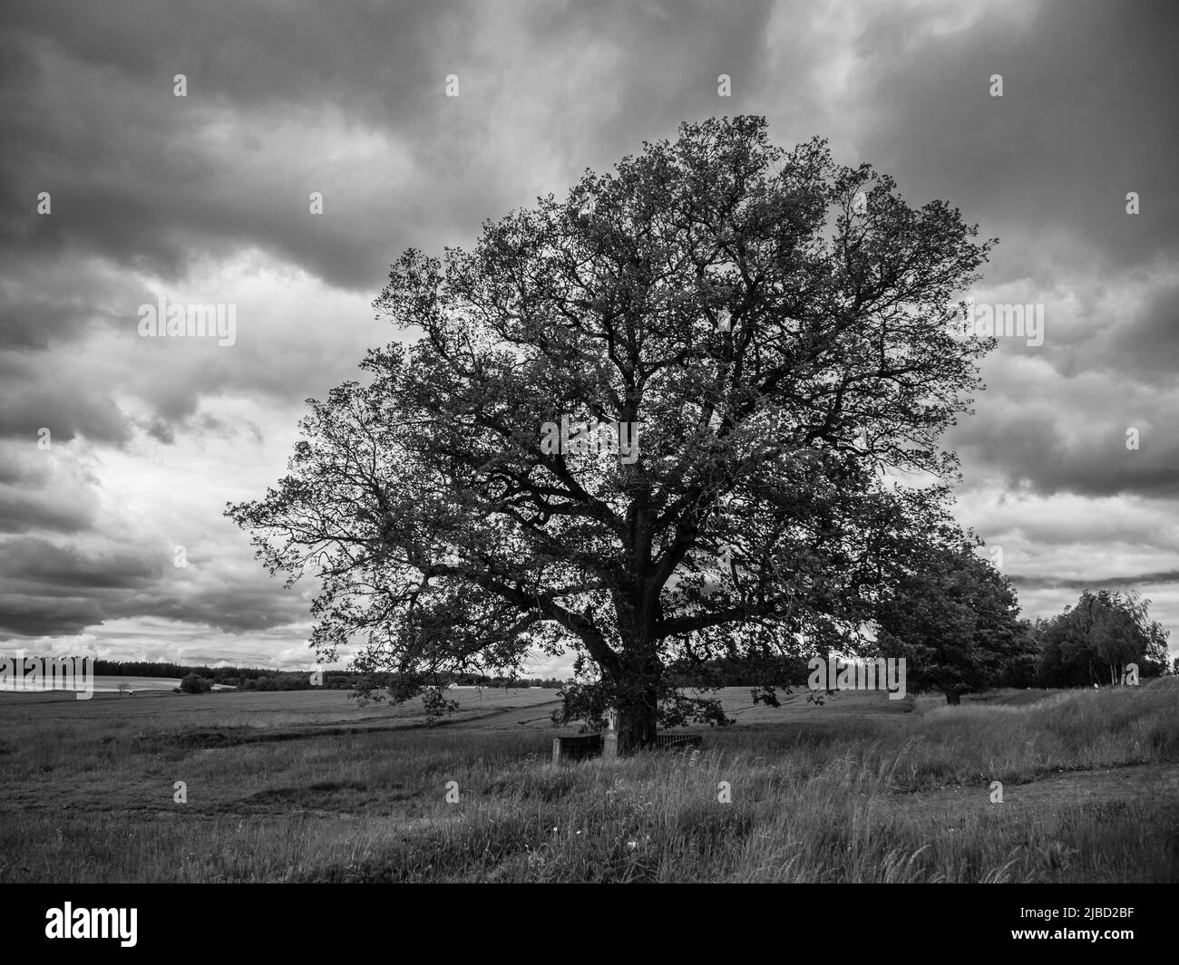 Eiche, Wayside Kreuz und Landschaft bei Unesov in Böhmen, Tschechische Republik in Schwarzweiß Stockfoto