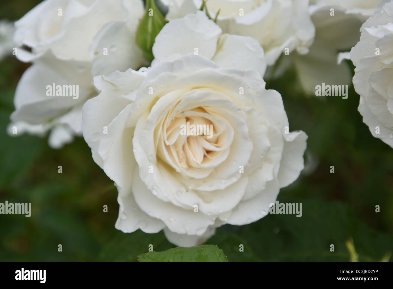 Rosa Annapurna Stockfoto