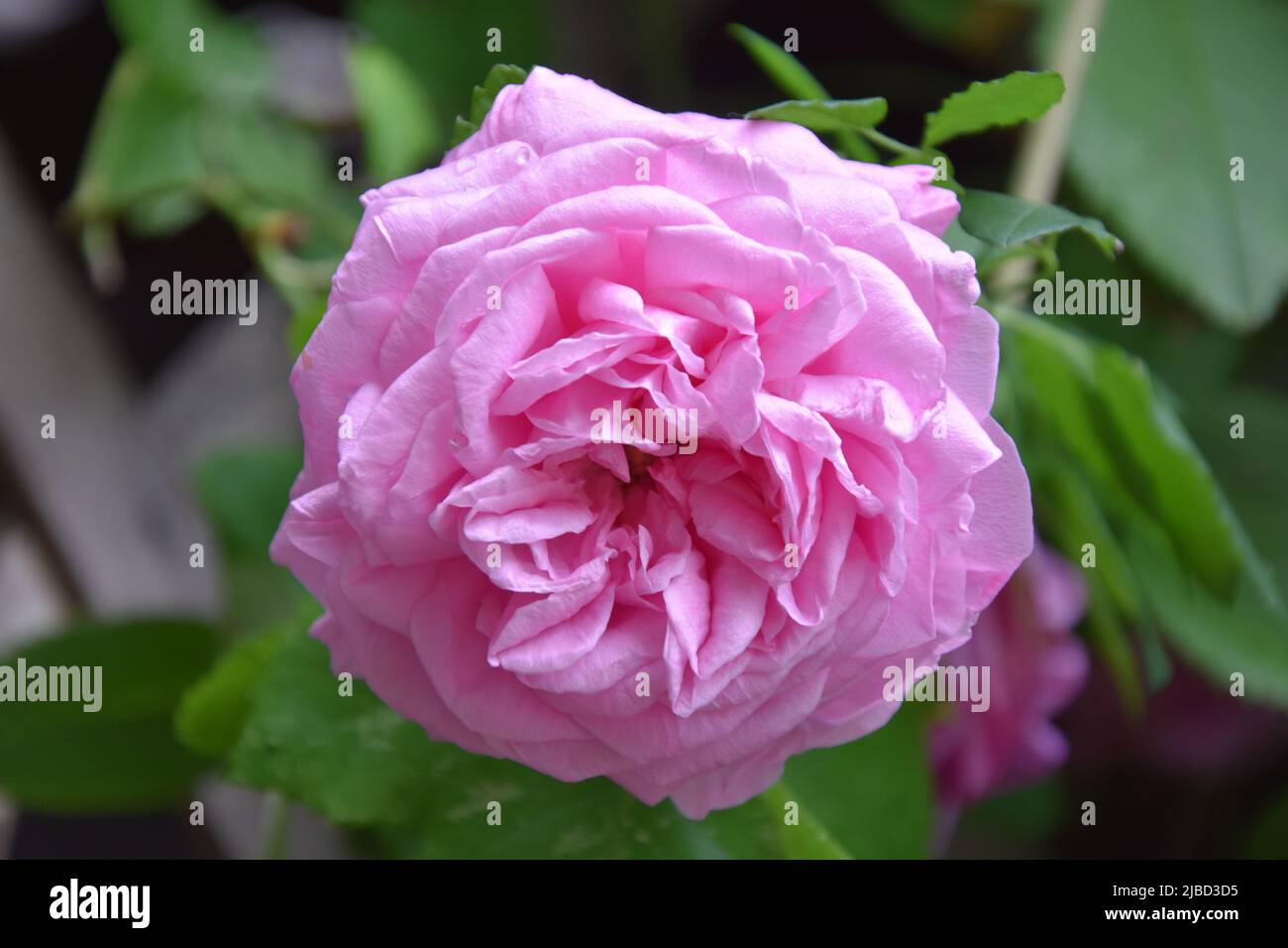 Rosa Coupe d'Hebe Stockfoto