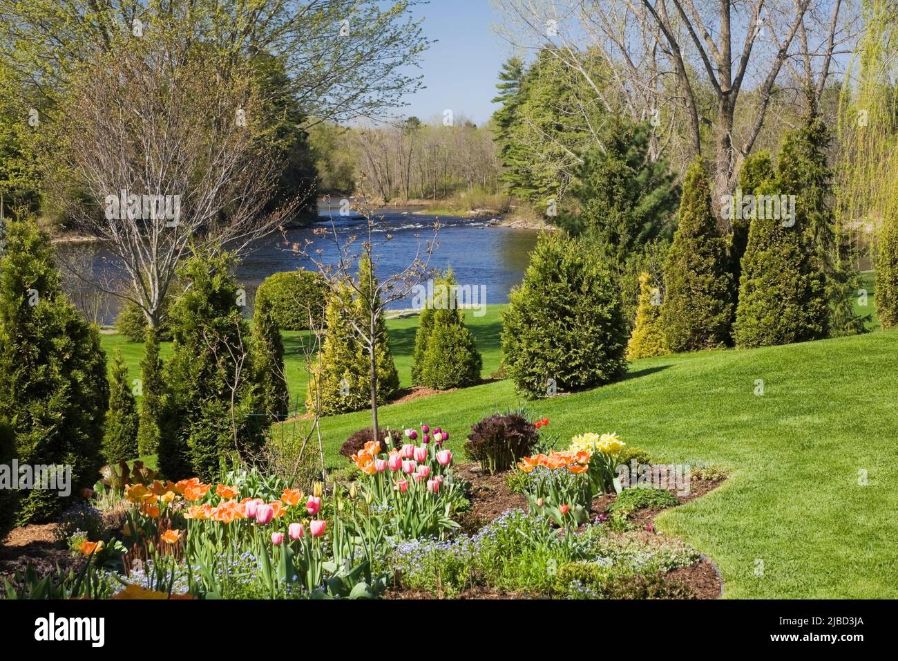 Grenze mit gemischten Sträuchern und orangen und roten Tulipa - Tulpen, Thuja occidentalis - Zedernbäumen in schrägen Garten im Garten im Frühling. Stockfoto