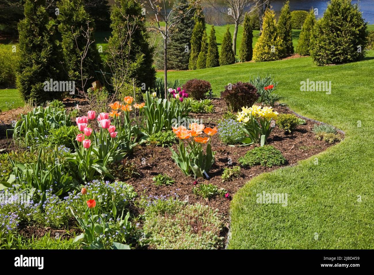 Grenze mit orangen und roten Tulipa - Tulpen, Thuja occidentalis 'Unicom' Zedernbäume in schrägen Garten im Garten im Frühling, Quebec, Kanada. Dieses Bild ist Stockfoto