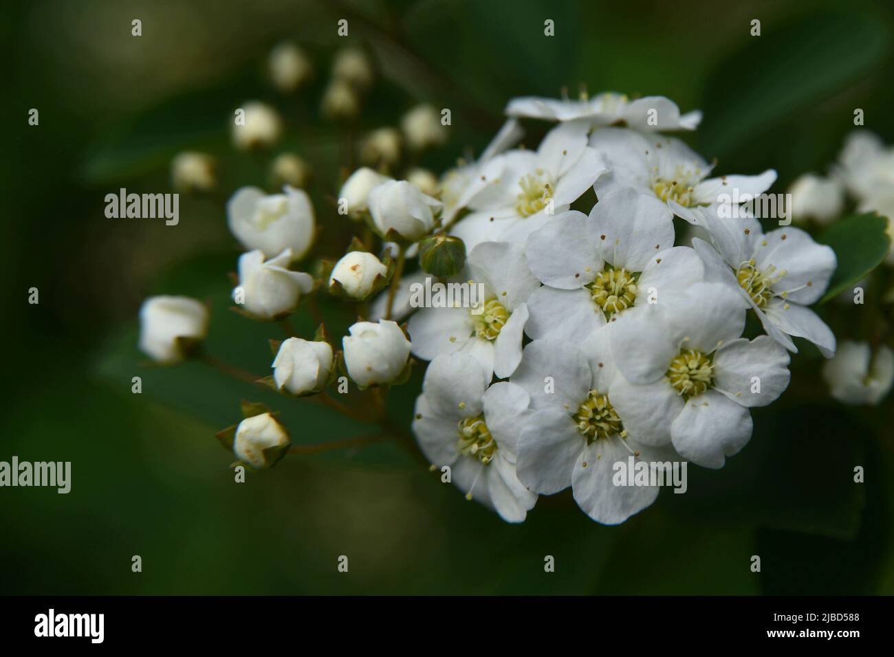 Die Blumen von Spiraea Crenata Stockfoto
