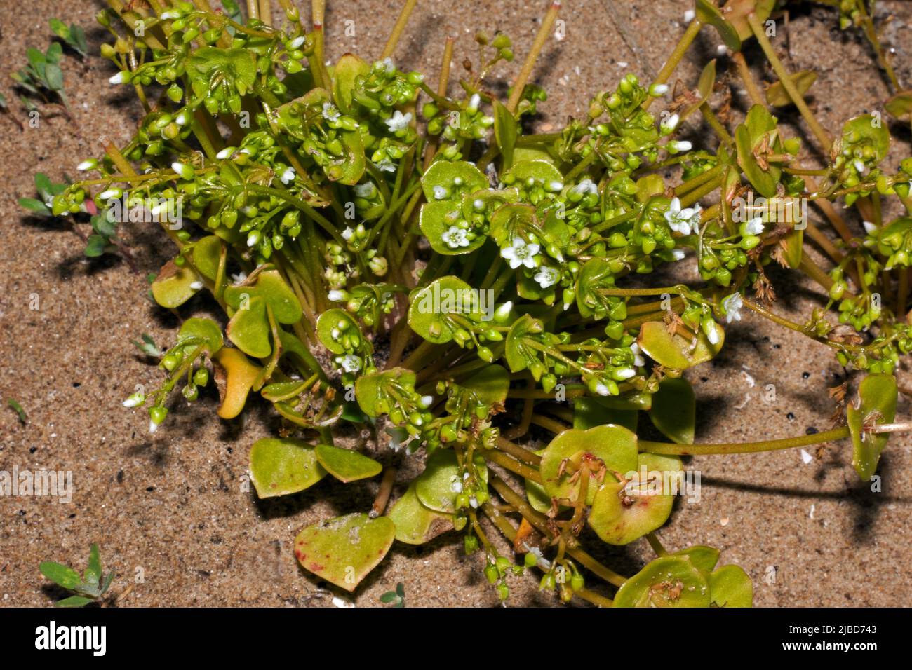 Claytonia perfoliata (Bergbergsalat) ist ein essbarer, fleischiger, krautiger, jährlicher Salat, der in den westlichen Regionen Nordamerikas beheimatet ist. Stockfoto