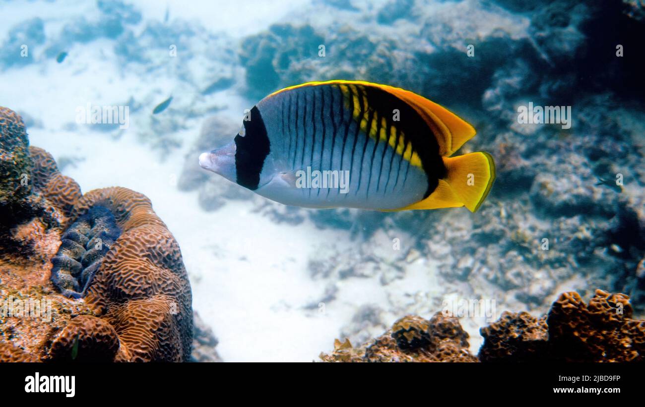 Unterwasser-Video von gesäumten Falterfischen, dem größten Schmetterlingsfisch im Meeresleben Stockfoto