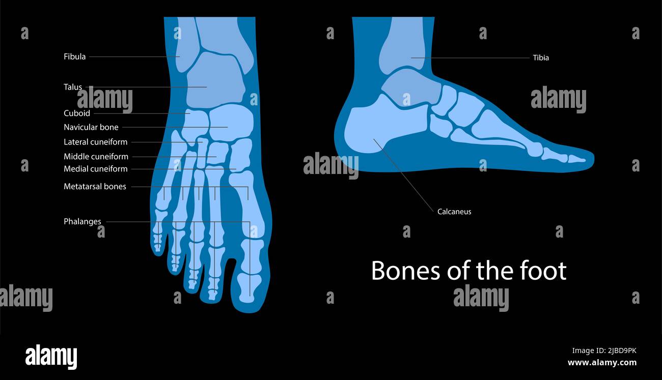 Fuß Anatomie, Abbildung Stockfotografie - Alamy